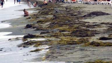 Морето на Северният плаж в Бургас наруши комфорта на плажуващите