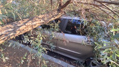 Голямо дърво падна върху паркиран автомобил в столичния жк Красна