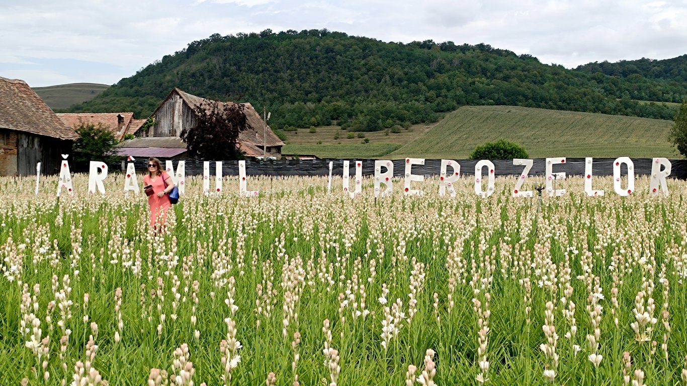 На гости в Хогилаг – царството на туберозите в Румъния (снимки/видео)