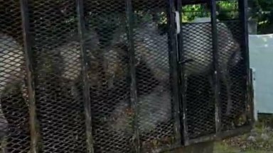 Нерегламентиран транспорт на дребни преживни животни е установен в Пловдивска