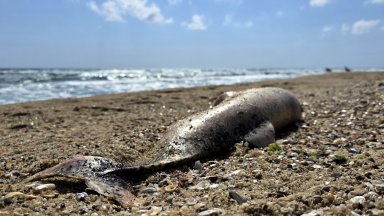 Мъртви делфини са забелязани на южния плаж на Шкорпиловци от