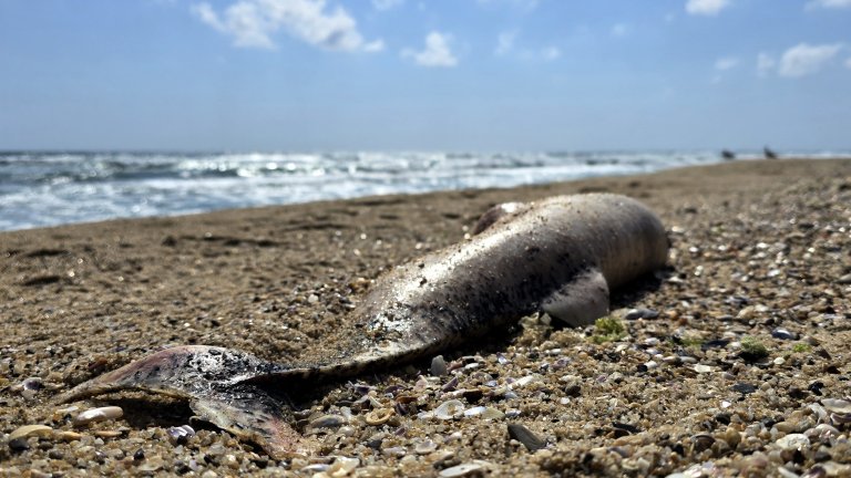 На прага на екокатастрофа? Морето във Варненско изхвърли 9 делфина и над 300 птици от защитен вид