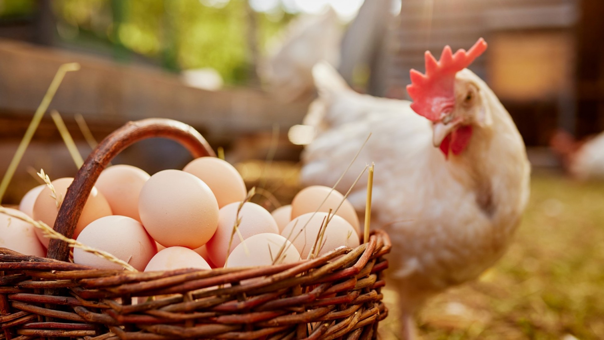 Какво означава яйца от клетъчно, подово, свободно и биологично отглеждани кокошки