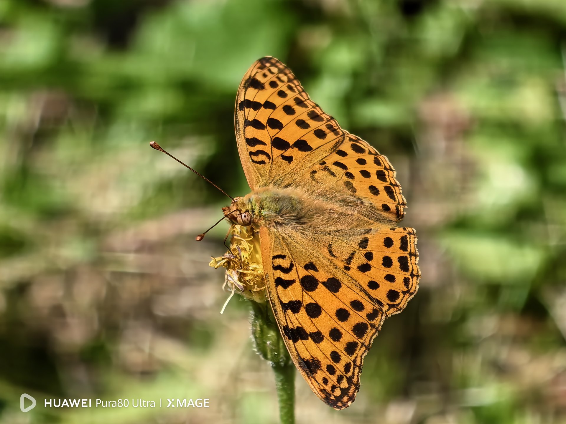 Снимка с Huawei Pura 80 Ultra