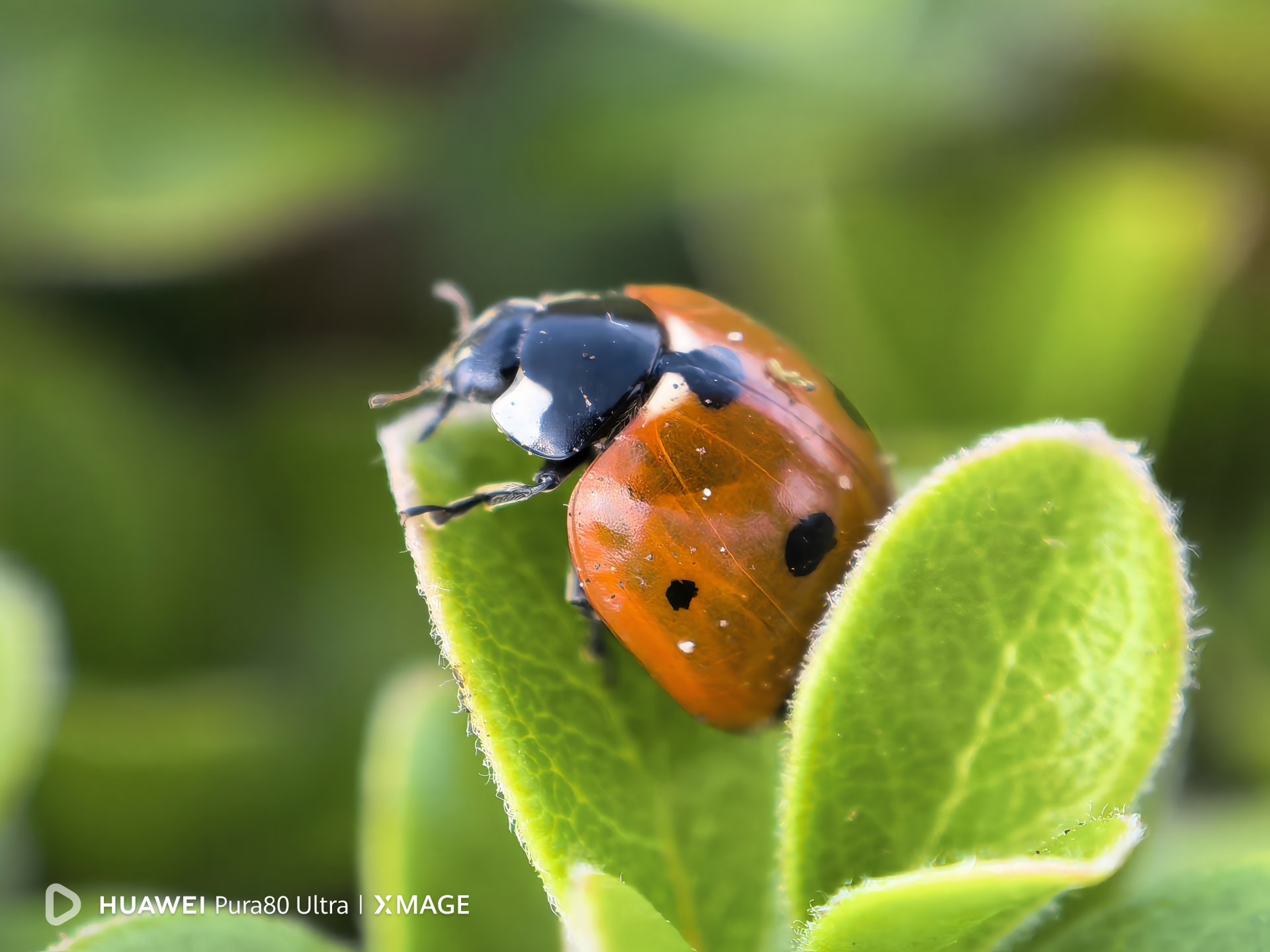 Снимка с Huawei Pura 80 Ultra