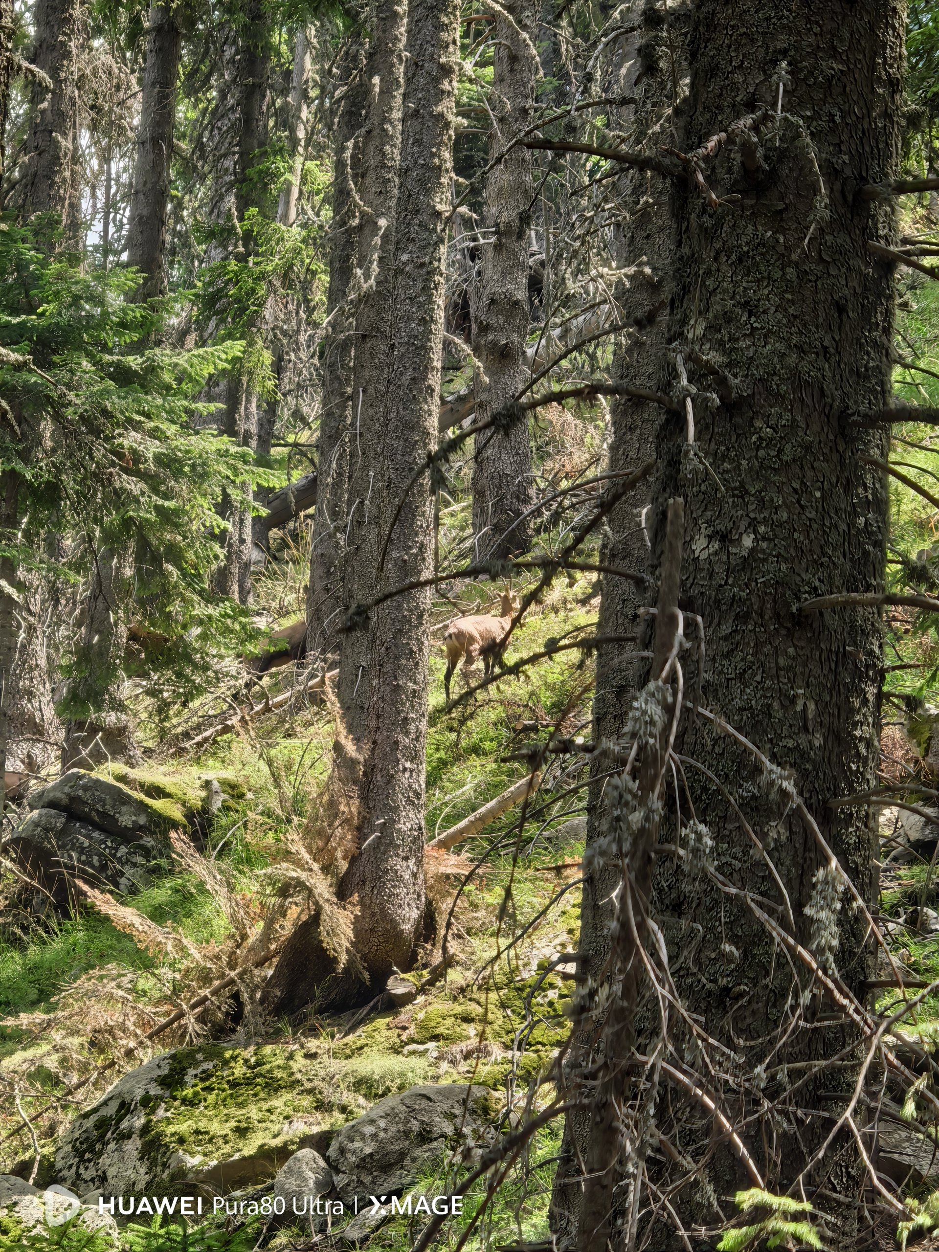 Снимка с Huawei Pura 80 Ultra