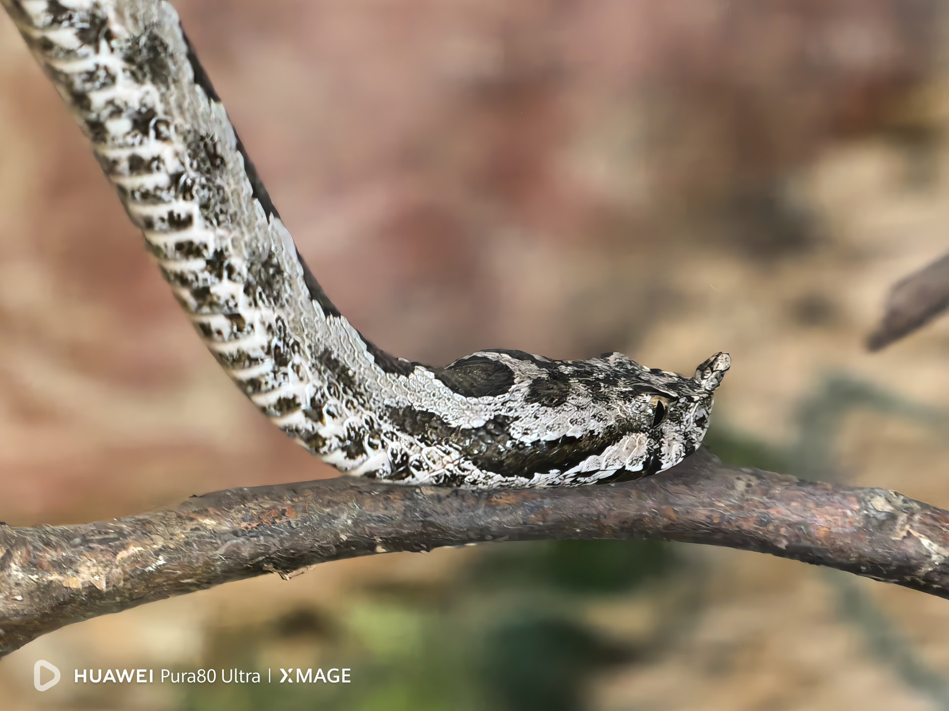 Снимка с Huawei Pura 80 Ultra