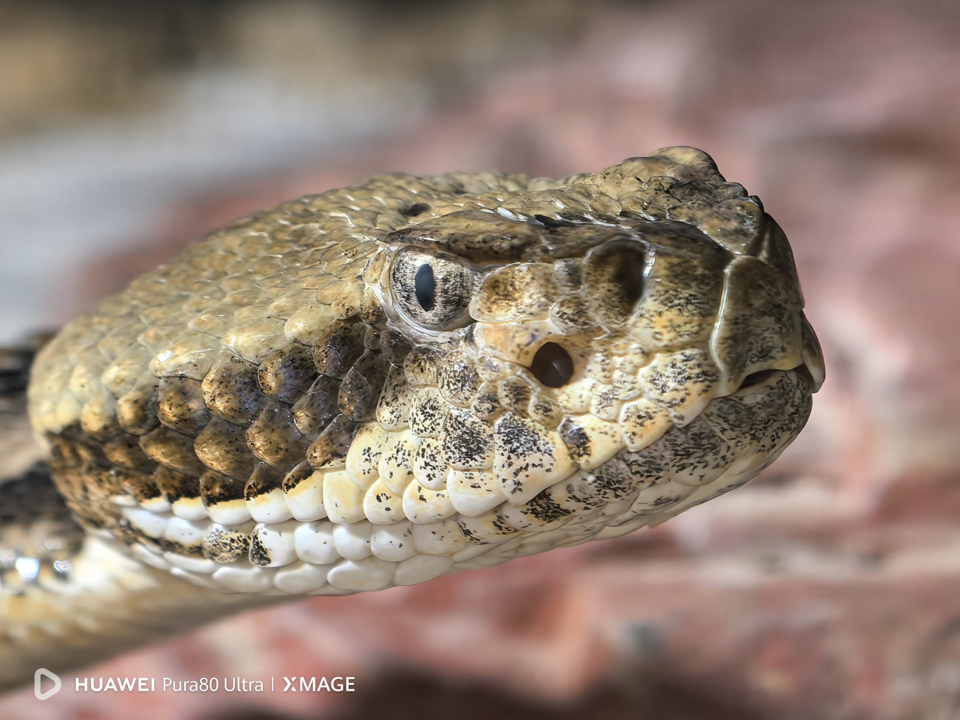 Снимка с Huawei Pura 80 Ultra