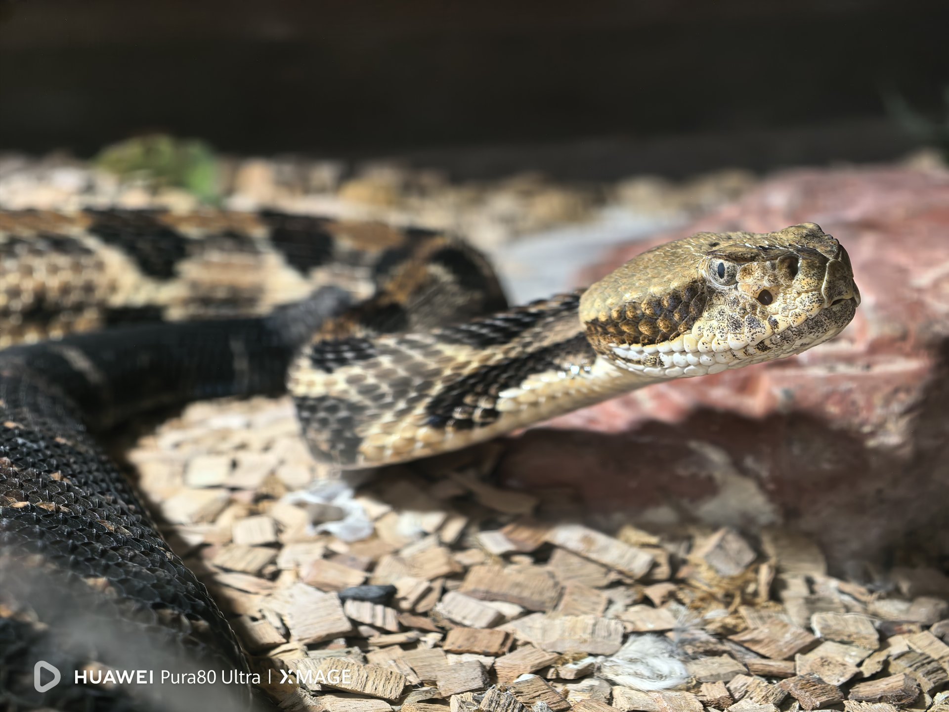 Снимка с Huawei Pura 80 Ultra