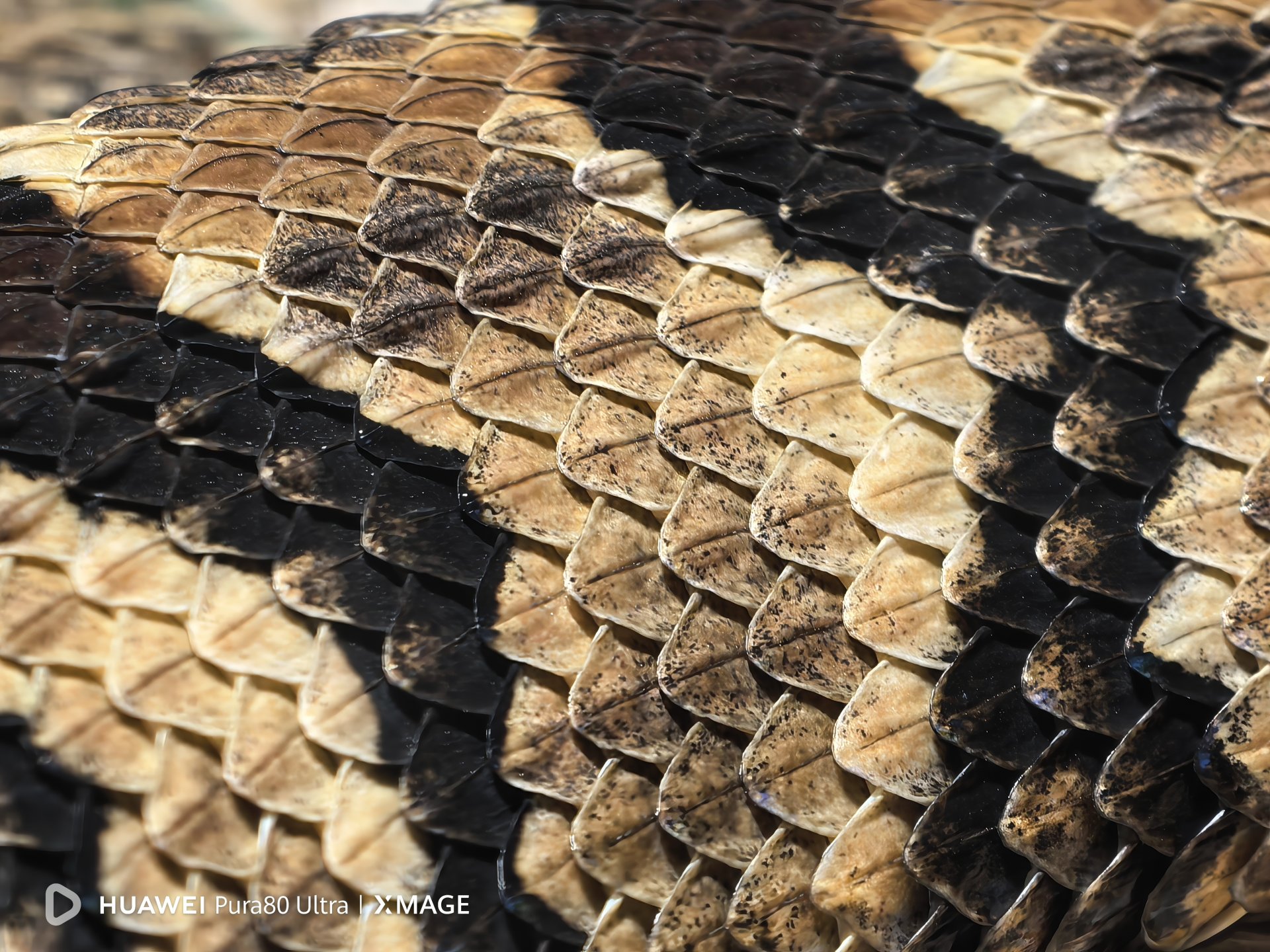 Снимка с Huawei Pura 80 Ultra