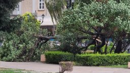 Огромен клон падна и уби 78-годишен мъж, докато седи на пейка в Пловдив