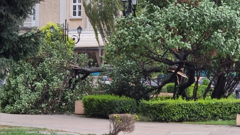 Огромен клон падна и уби 78-годишен мъж, докато седи на пейка в Пловдив