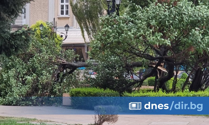 Огромен клон падна и уби 73-годишен мъж, докато възрастният мъж