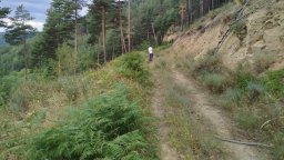 Поставени са фотокапани за проследяване поведението на мечката, която нападна човек от Лясково