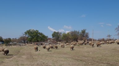 Огнище на заболяването шарка по дребните преживни животни е регистрирано