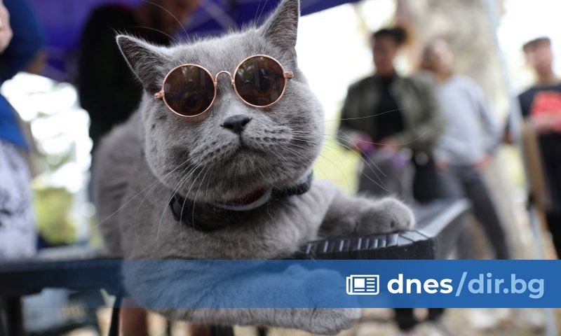 Второто издание на парада на домашните любимци ще се състои