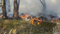 Рила отново пламна, гори иглолистна гора в националния парк (снимки)