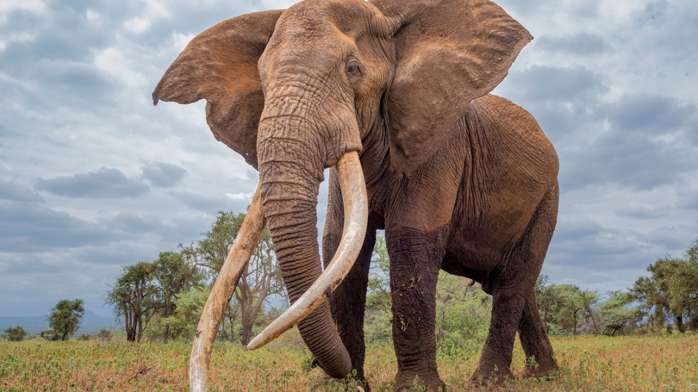 Гняв и призиви за линч: Турист в Кения изля бира в хобота на слон (снимка/видео)