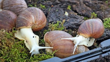 Виж още Италианци правят ферми за охлюви във Варненско Сред