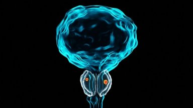 Простатната жлеза е сред най важните органи за мъжката репродуктивна система