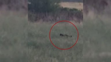 Сигнал за забелязана голяма черна котка по всяка вероятност леопард