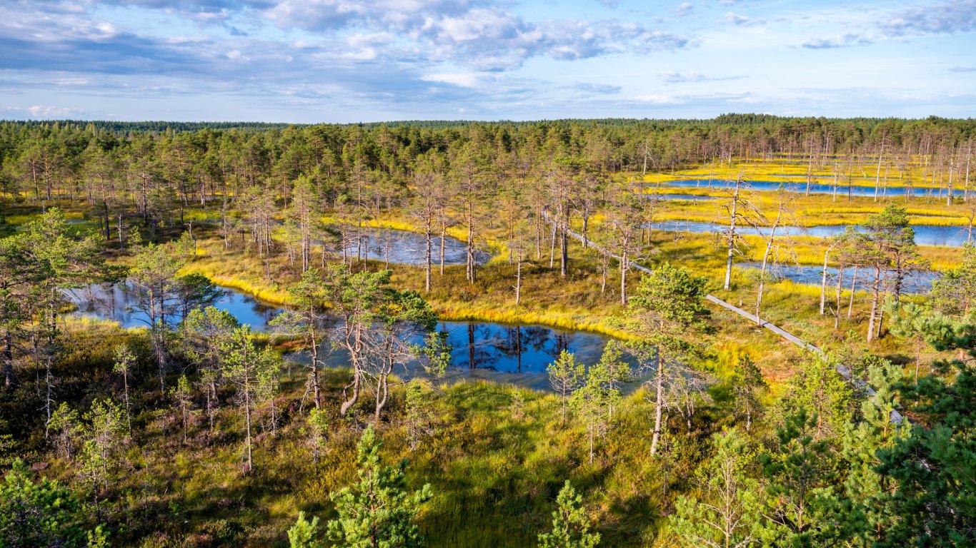 Разходка по блатото: Неземните диви пейзажи на Естония