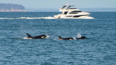 Косатки отново нападнаха яхти край бреговете на Испания Инцидентите са