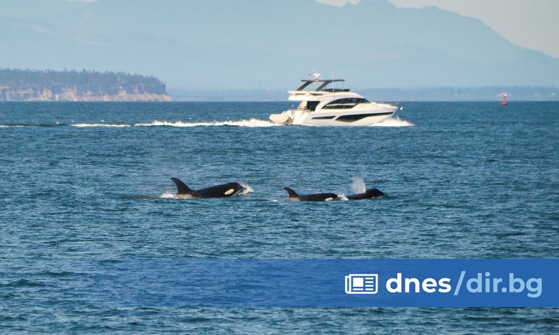 Косатки отново нападнаха яхти край бреговете на Испания. Инцидентите са