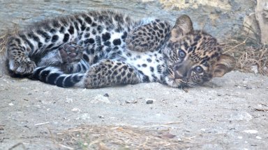 Още по тематаЧерният леопард се появи и край дупнишко село