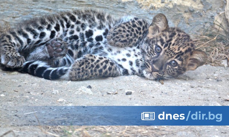 Още по тематаЧерният леопард се появи и край дупнишко село
