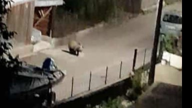 Мечка е заснета от камера да се разхожда по улица