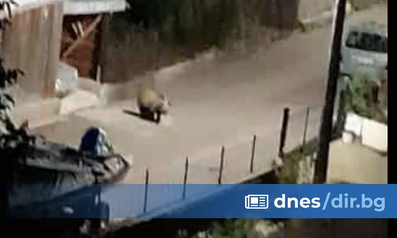 Мечка е заснета от камера да се разхожда по улица