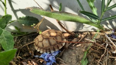 Откраднаха 20 новоизлюпени от спасителен център в Баня съобщиха от