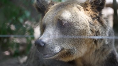 Мечка е забелязана по улиците в Ловеч снощи потвърдиха от