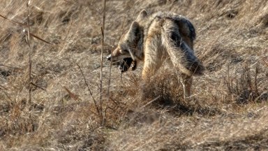 е нападнал 5 годишно момиче от Сърбия на плаж в на