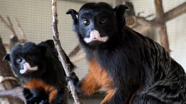 вече е дом на едни от най очарователните представители на южноамериканските