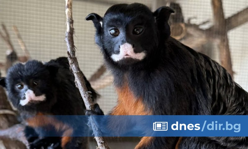 вече е дом на едни от най-очарователните представители на южноамериканските