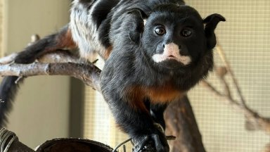 Зоопарк Бургас предлага да кръстиш храна на бившия за Деня на влюбените