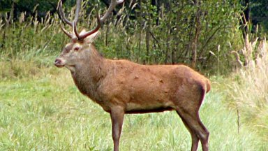 В последните дни на лятото мощен рев оглася гъстите гори