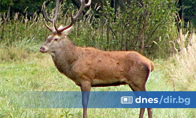 В последните дни на лятото мощен рев оглася гъстите гори