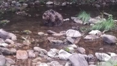 Спасеното миналата седмица край Смолян мече е загубило битката за