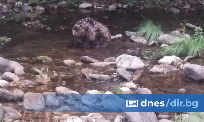 Спасеното миналата седмица край Смолян мече е загубило битката за