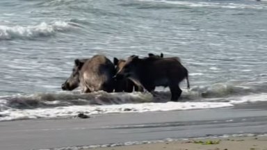 Необичайни курортисти на плажа в семейството диви прасета отиде