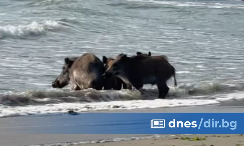 Необичайни курортисти на плажа в - семейството диви прасета отиде