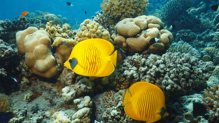 Цветни "калинки на морето" спечели конкурса "Океански фотограф на годината 2025"