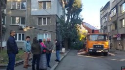 Съдът отмени разрешението на кмета на Русе за изсичане на дърветата по ул."Муткурова"