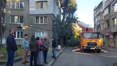Съдът отмени разрешението на кмета на Русе за изсичане на дърветата по ул."Муткурова"