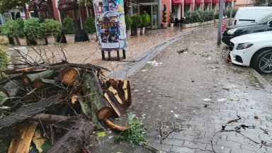 Вятър събори голямо дърво върху коли на обществен паркинг в центъра на Сливен (снимки)