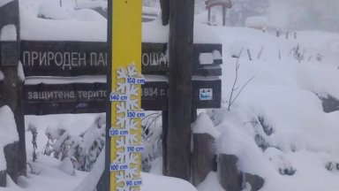 Няколко паднали дървета имаше на територията на областта едно в