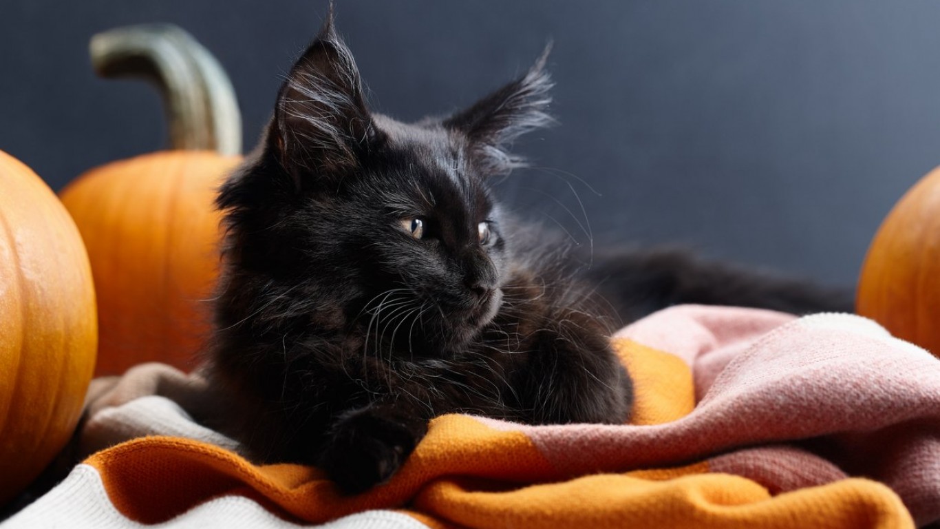 Испански град забранява осиновяването на черни котки по време на Хелоуин